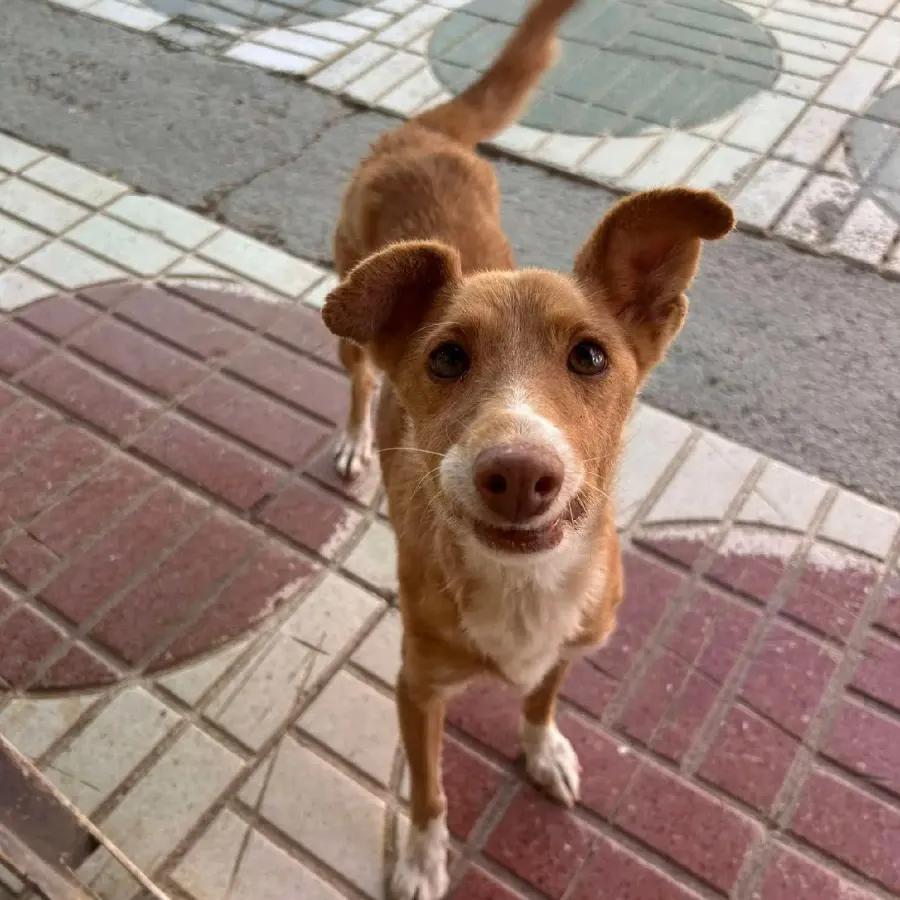 Elva, perro en adopción en Albolote, Granada