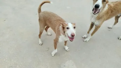 Otra foto de Petunia