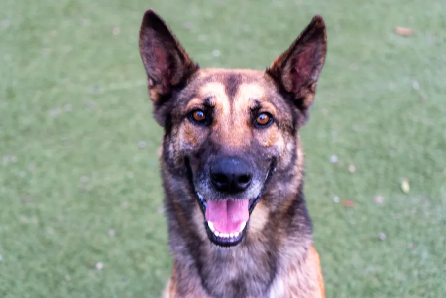 Joplin, perro en adopción en El Sauzal, Santa Cruz de Tenerife