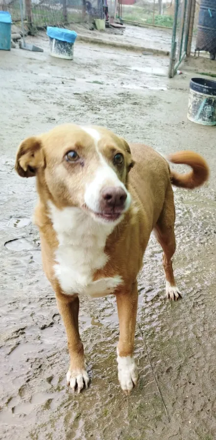 Oliva, perro en adopción en Pozoblanco, Córdoba