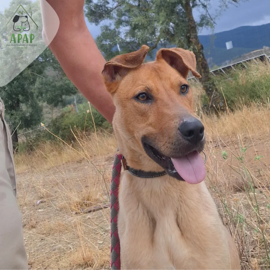 Chico, perro en adopción en Jaca, Huesca