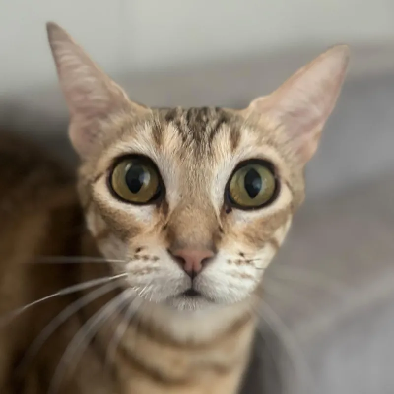 Dafne, gato en adopción en Calvià, Illes Balears