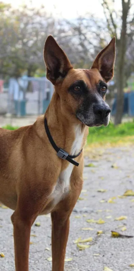 Chencho, perro en adopción en Jerez de la Frontera, Cádiz