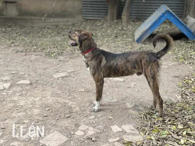 Otra foto de León