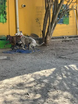 Otra foto de Bella