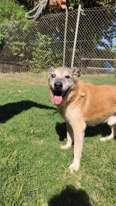 Kronos, perro en adopción en Sevilla