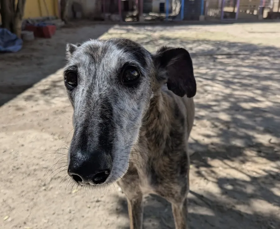 Cloe, perro en adopción en Salamanca