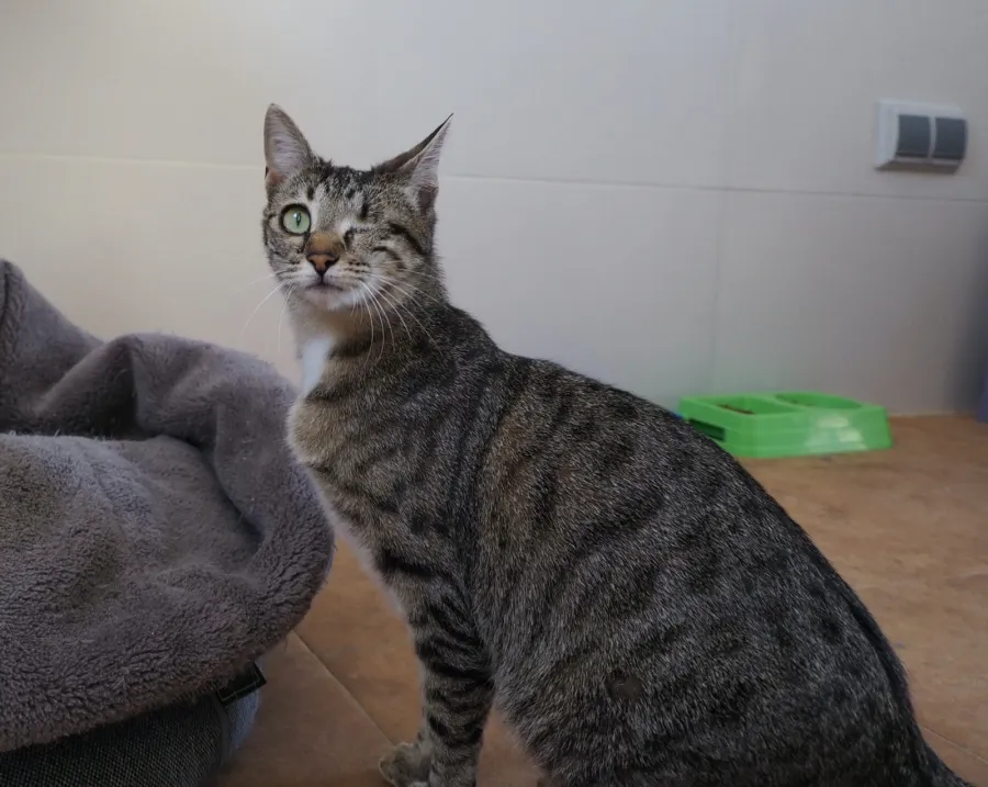 Paula, gato en adopción en Cáceres