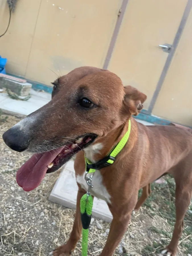 Pitingo, perro en adopción en Martos, Jaén