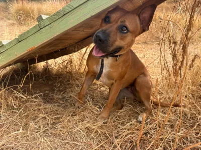 Otra foto de Nala