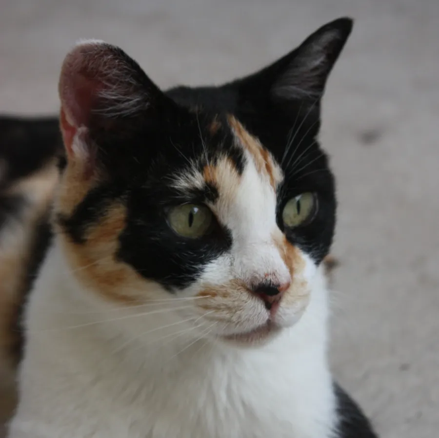 Mako, gato en adopción en Albolote, Granada