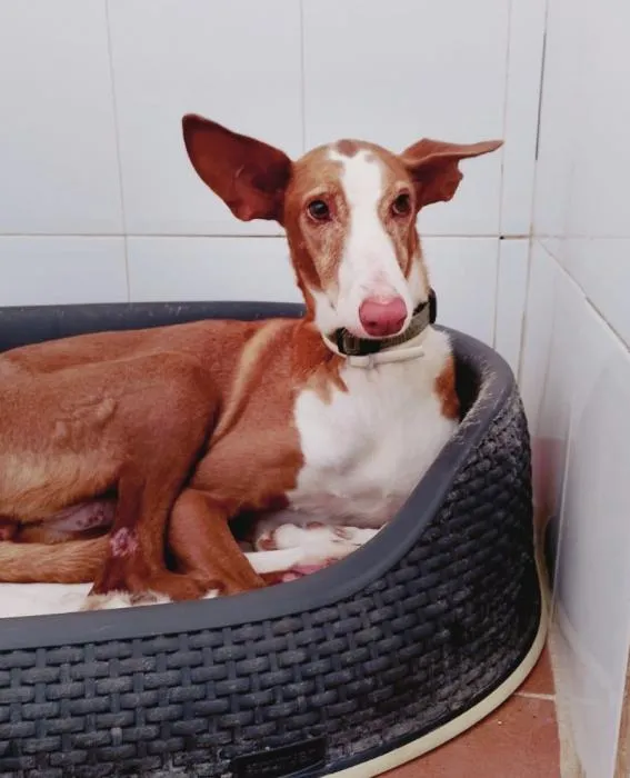 Pili, perro en adopción en San Antonio de Benagéber, Valencia