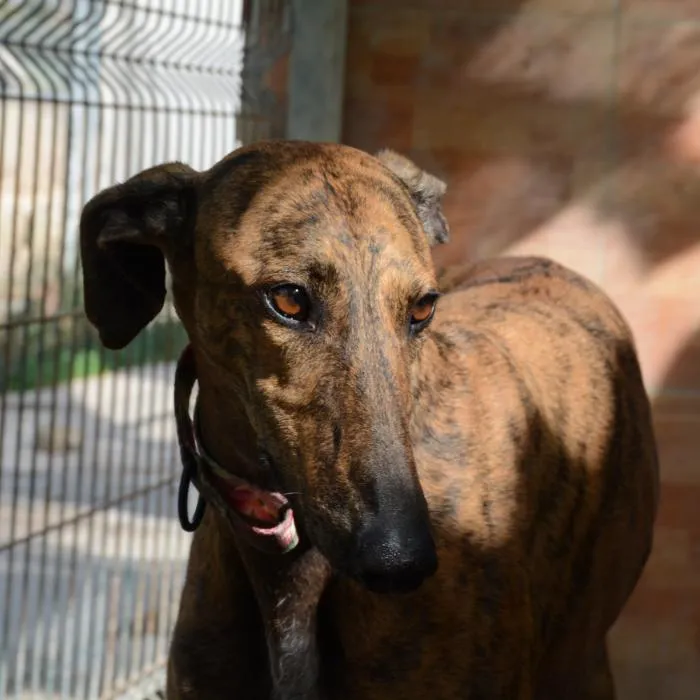 Laurel, perro en adopción en Alicante