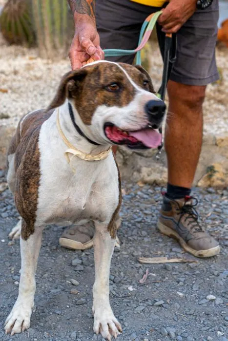 Zeus, perro en adopción en Huelva
