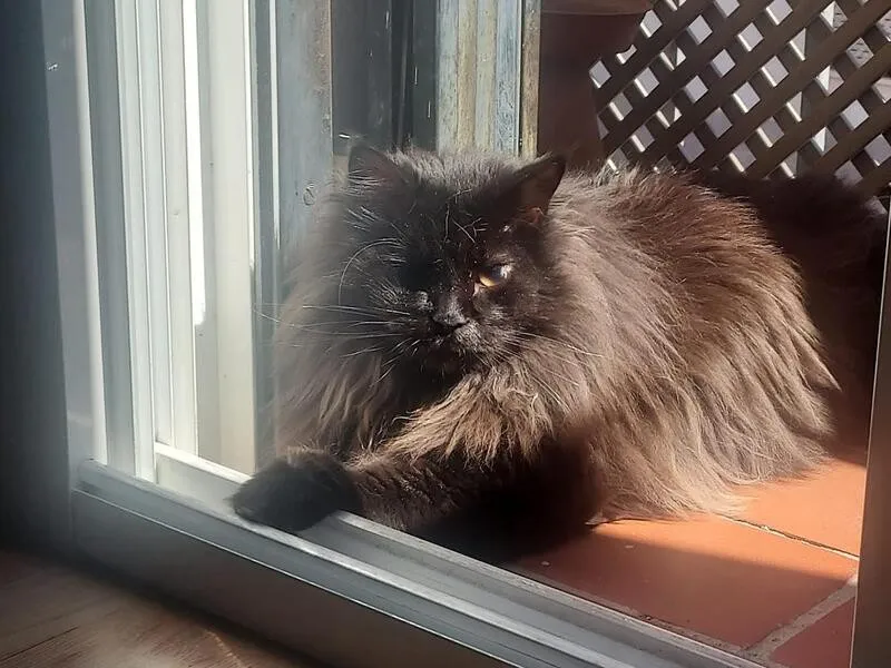 Bombón, gato en adopción en Córdoba