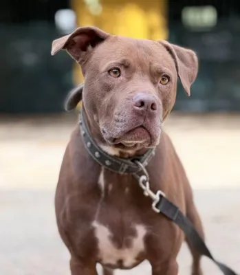 Otra foto de Sugar