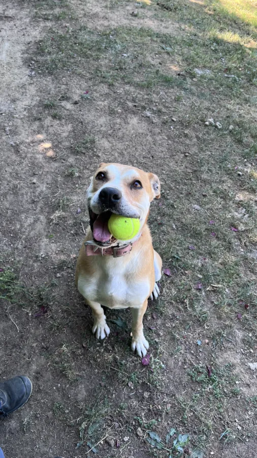 Son, perro en adopción