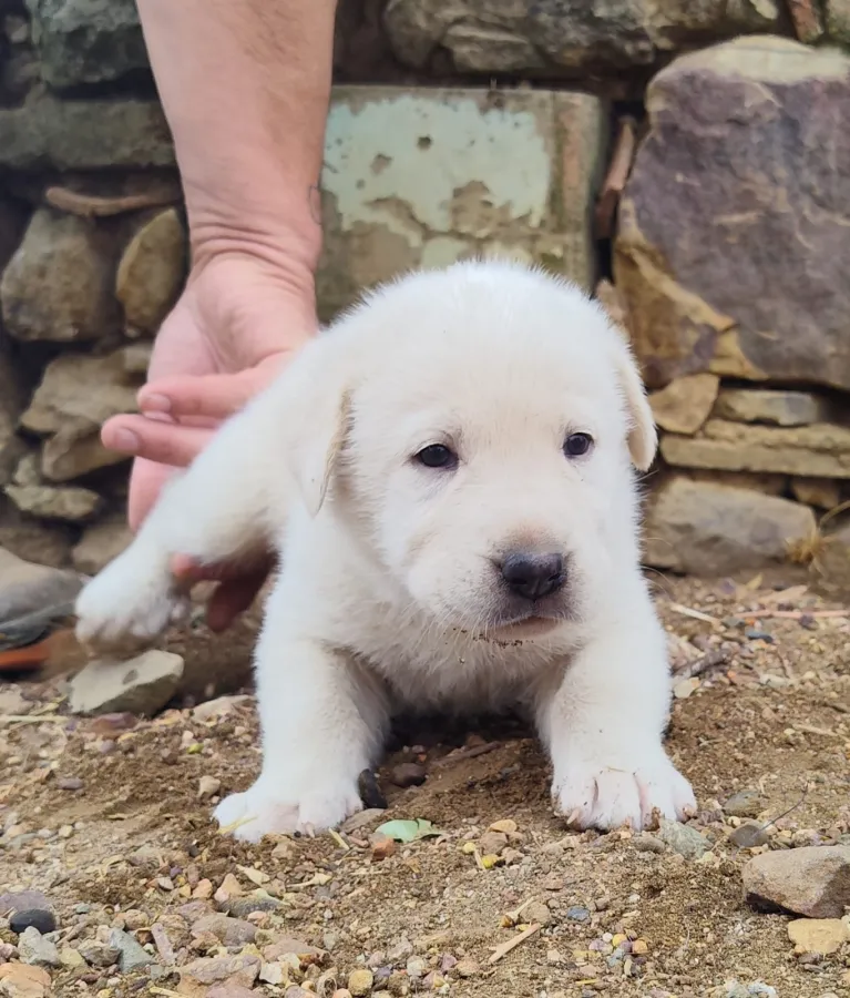 POLO, perro que ya tiene familia