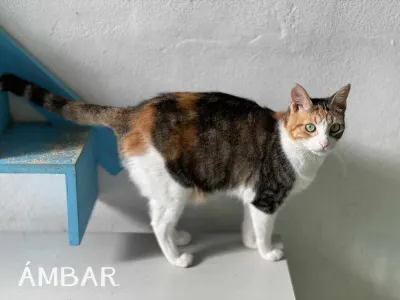 Otra foto de Ámbar