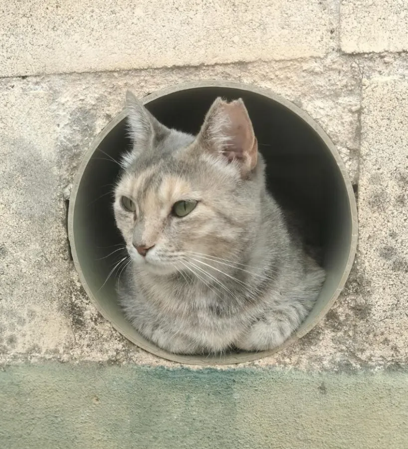 Michonne, gato en adopción en Sevilla