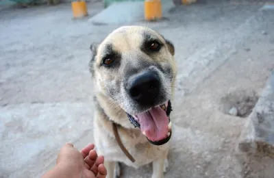 Otra foto de Chico