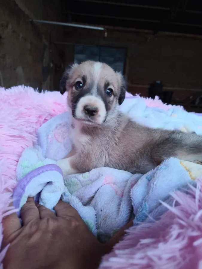 LUZ, perro que ya tiene familia