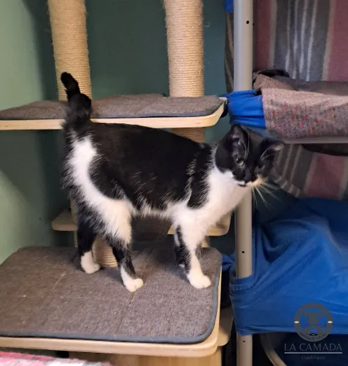 Abba, gato en adopción en Guadalajara