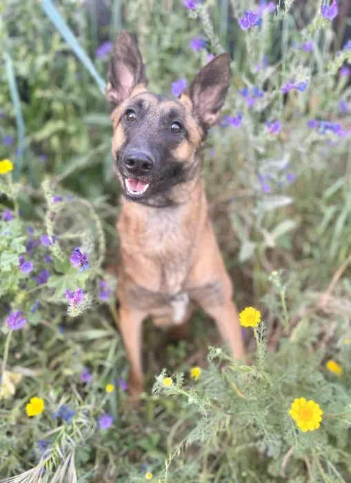 Olga, perro en adopción en Sevilla