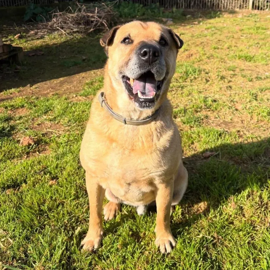 Merlín, perro en adopción en Marratxí, Illes Balears