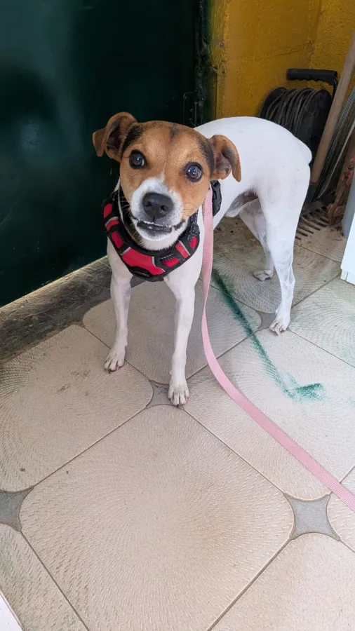 Groot, perro en adopción en Salamanca