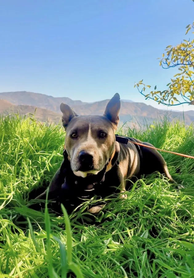 Samba, perro en adopción en Almuñécar, Granada