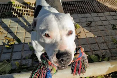 Otra foto de Aquiles