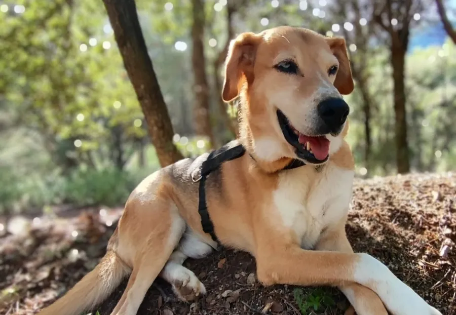 Lobito, perro en adopción en Alella, Barcelona