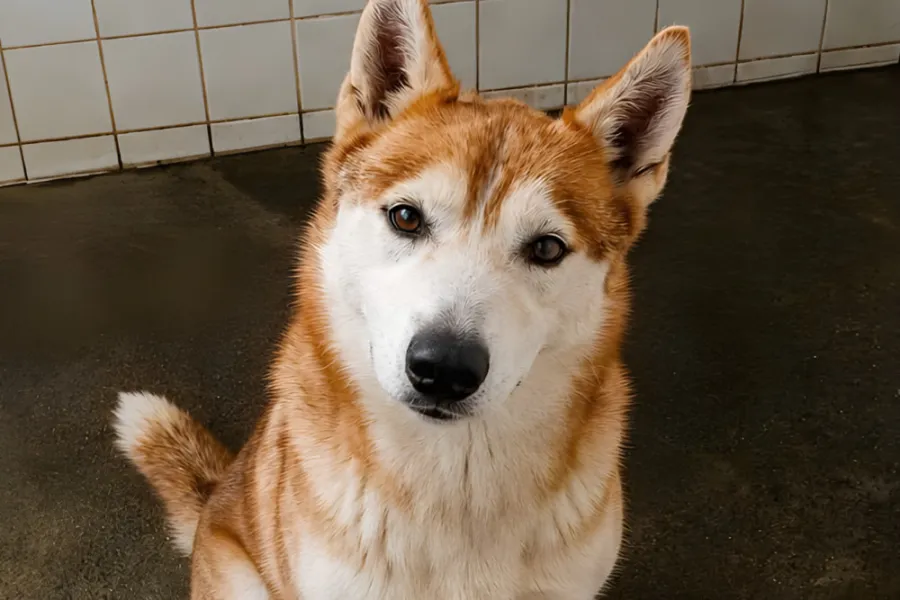 Laila, perro en adopción en La Mojonera, Almería