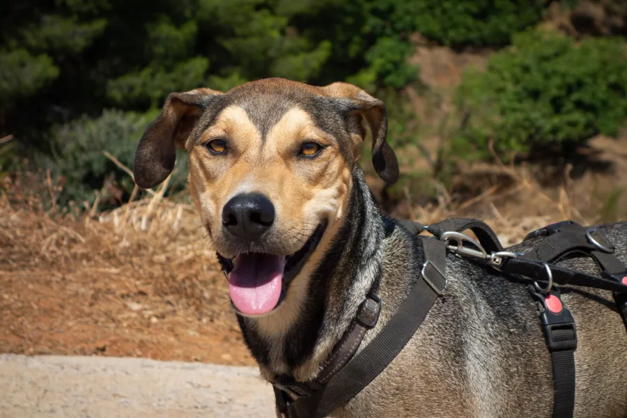 Ollie, perro en adopción en Almuñécar, Granada