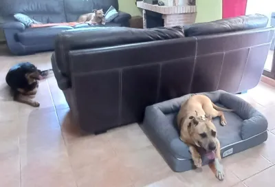 Otra foto de Boss