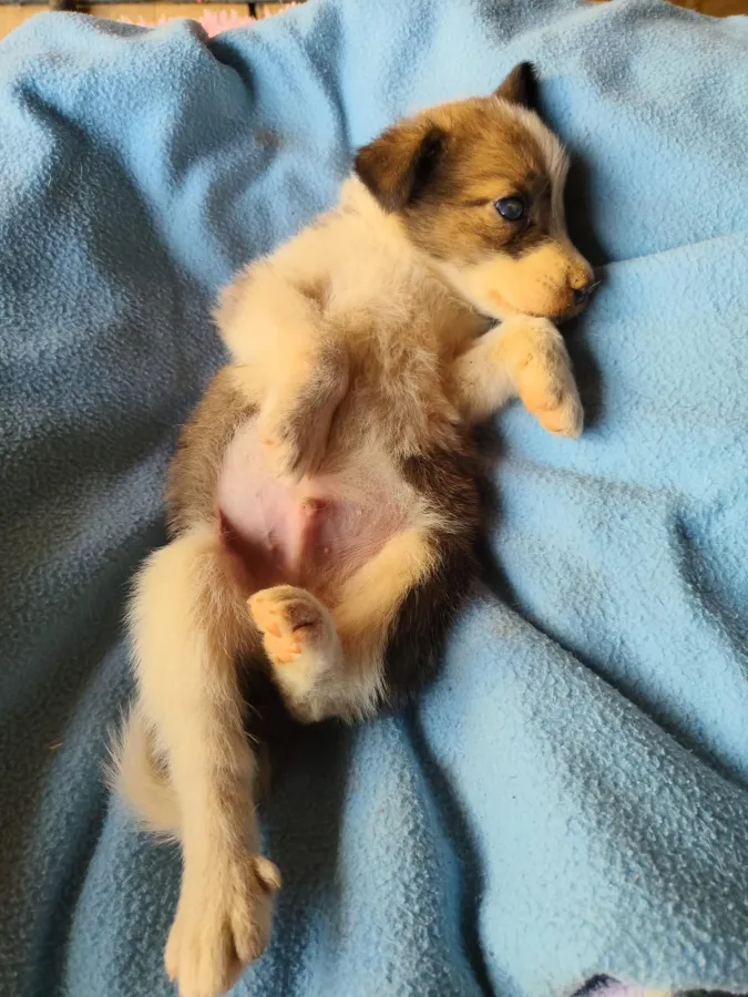 ROBIN, perro en adopción en valencia, Valencia