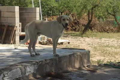Otra foto de Cooper