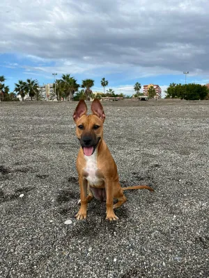 Otra foto de Nala