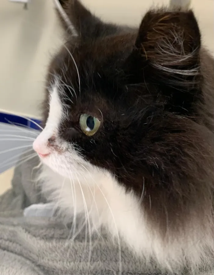 Hope, gato en adopción en Maó, Illes Balears