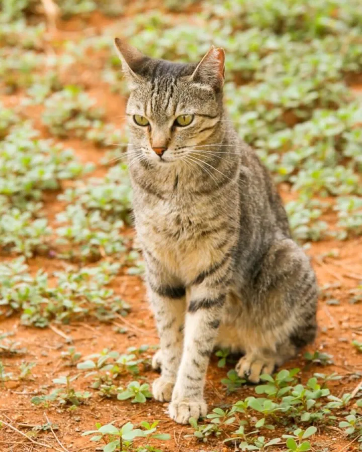 Lolita, gato en adopción en Vila-real, Castellón