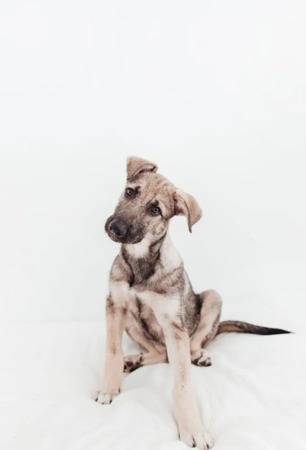 Atililla, perro en adopción en Albacete