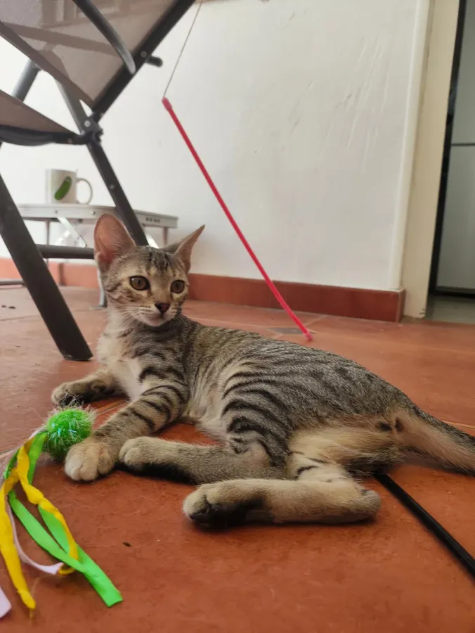 Burbuja, gata en adopción en Mérida, Badajoz