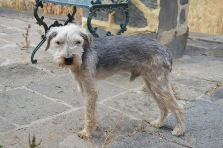 Rasta, perro en adopción