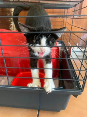 Otra foto de Tux