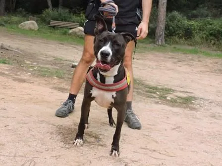 Bat, perro en adopción en Tossa de Mar, Girona