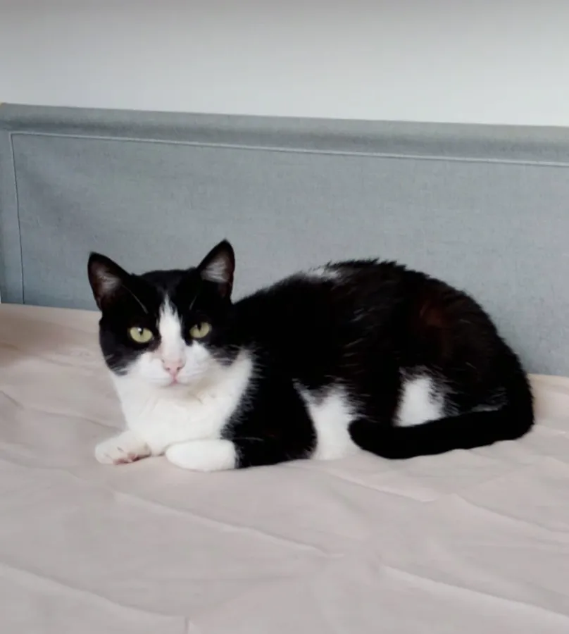 Aura, gato en adopción en Las Palmas de Gran Canaria, Las Palmas