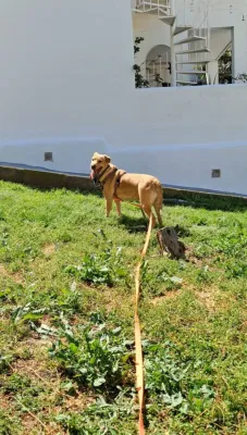 Otra foto de Poppy