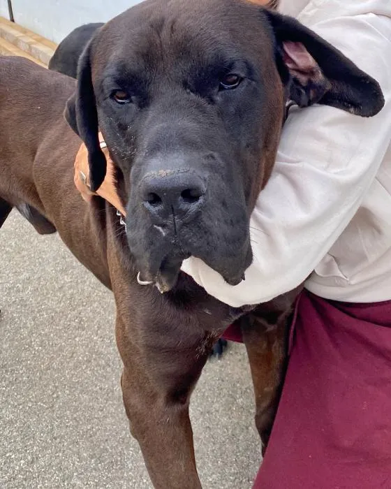 Negro (Peluchón), perro en adopción en Oviedo, Asturias