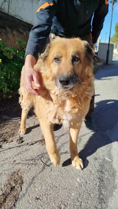 Toby, perro en adopción